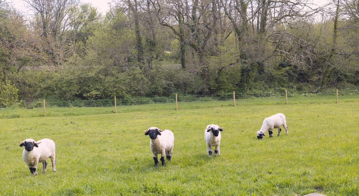 Say hello to the owner's friendly sheep.