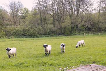 Say hello to the owner's friendly sheep.