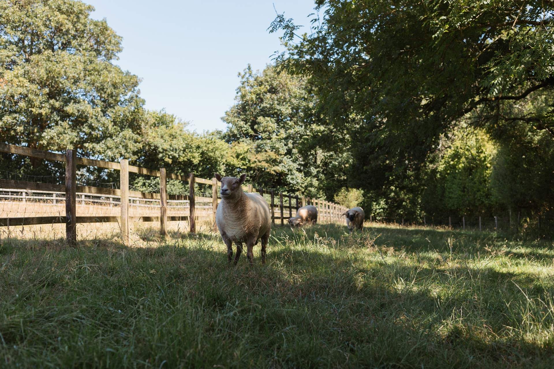 Say hello to the owner's friendly sheep.