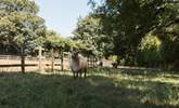 Say hello to the owner's friendly sheep. - Thumbnail Image