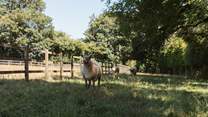 Say hello to the owner's friendly sheep.