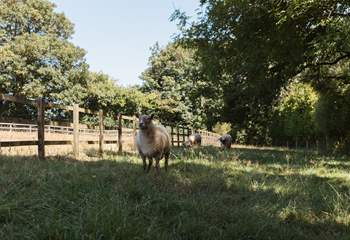 Say hello to the owner's friendly sheep.