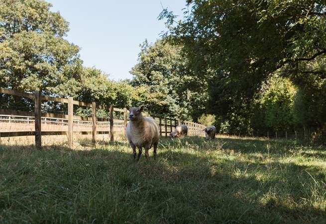 Say hello to the owner's friendly sheep.