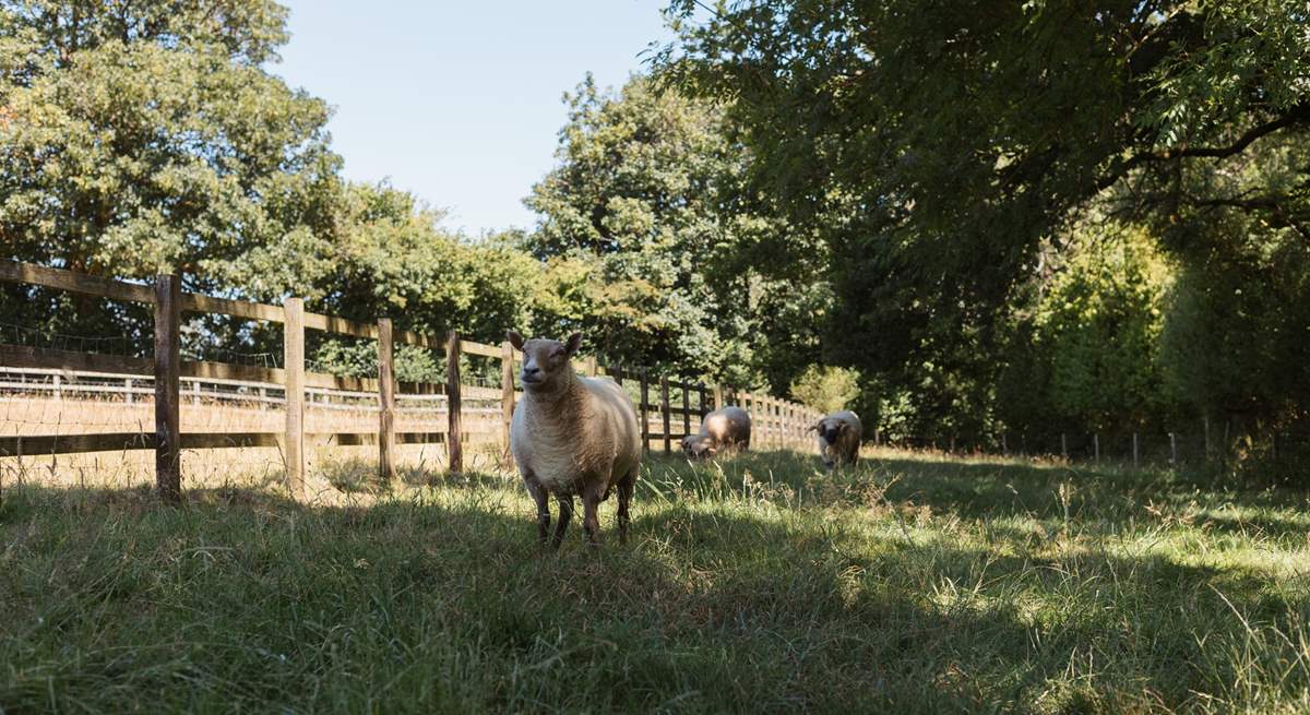 Say hello to the owner's friendly sheep.