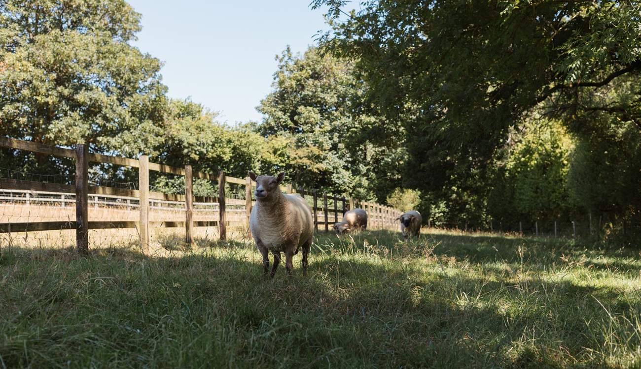 Say hello to the owner's friendly sheep.