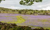 Lace up your walking boots for a Dartmoor adventure. - Thumbnail Image