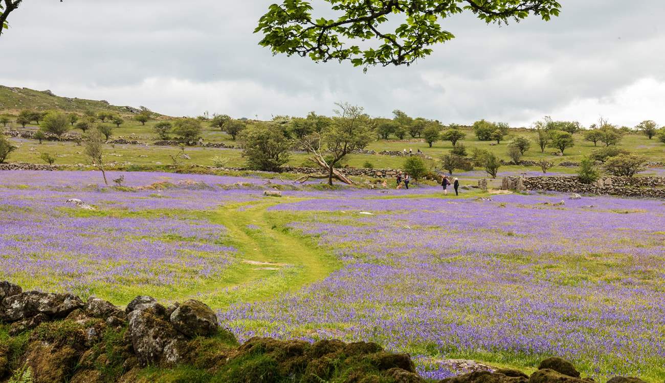 Lace up your walking boots for a Dartmoor adventure.