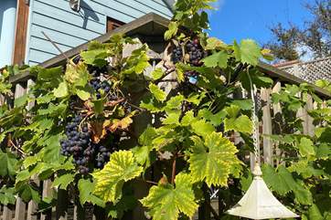 Lovely grape vines surrounding the decking.