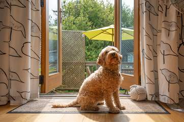 Why not bring your furry friend along for an Island escape?