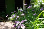 Pretty plants.