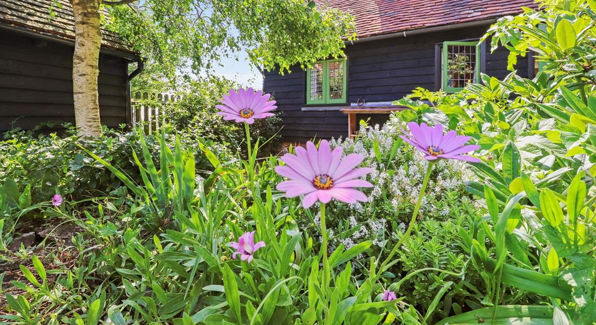 The gorgeous planting in the courtyard garden.