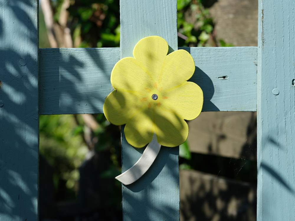 A primrose of course on the garden gate!