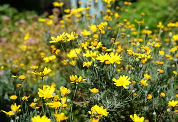 The garden flowers are a joy.