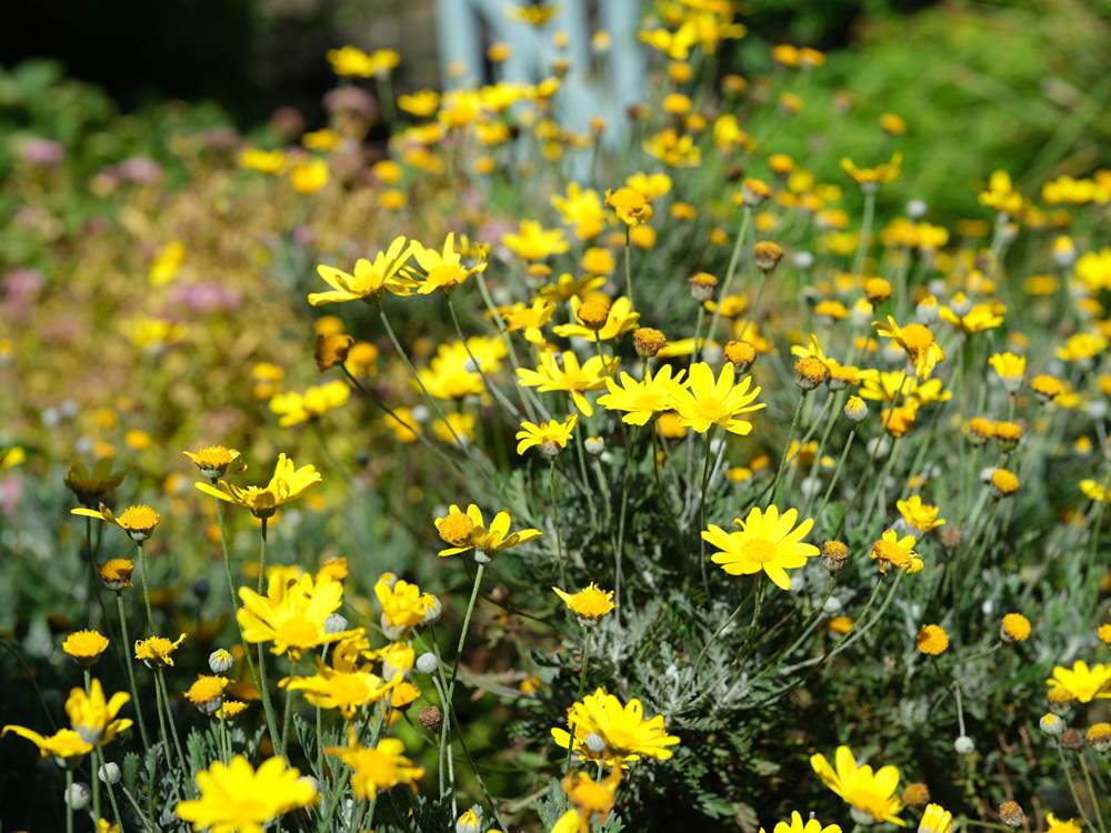 The garden flowers are a joy.
