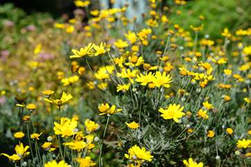 The garden flowers are a joy.