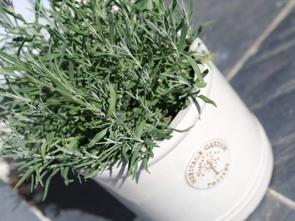 The outside space is pretty as a picture.