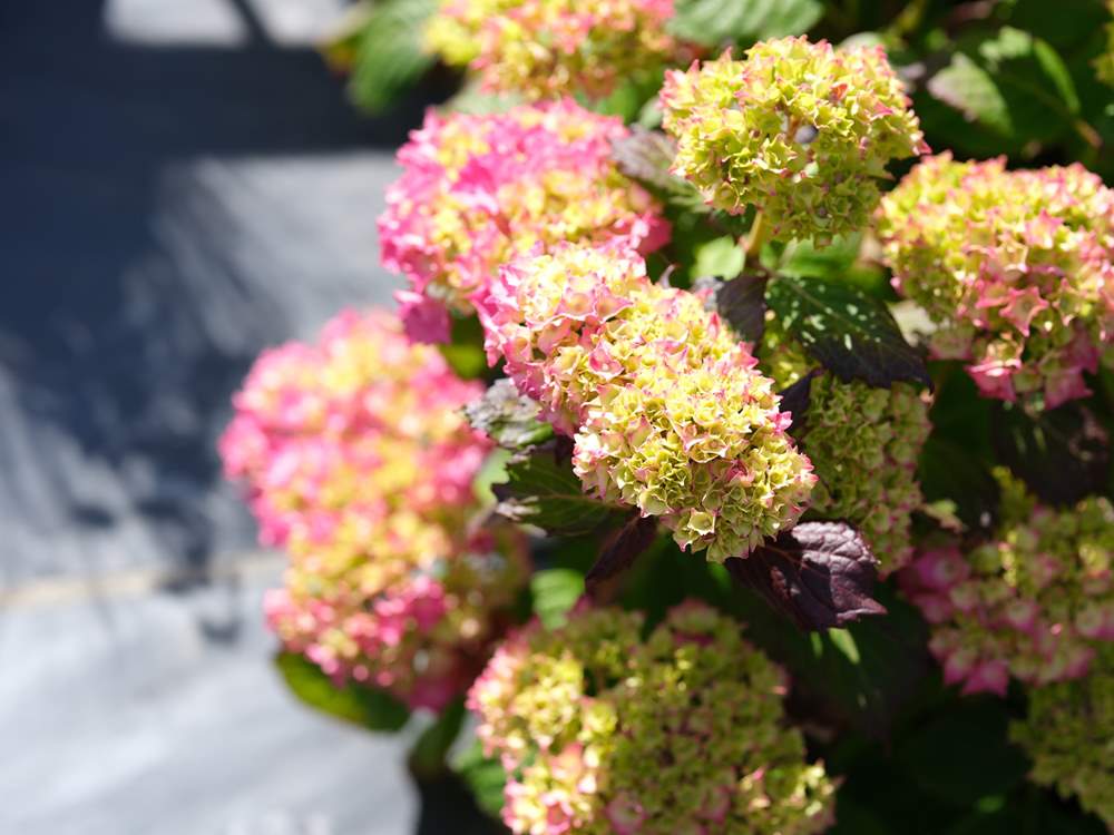 Pretty flowers are abundant around the patio garden.