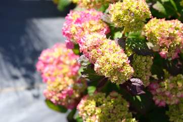 Pretty flowers are abundant around the patio garden.