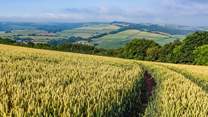 The beautiful countryside of Somerset.