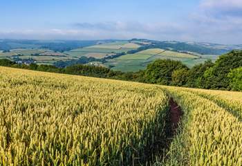 The beautiful countryside of Somerset.