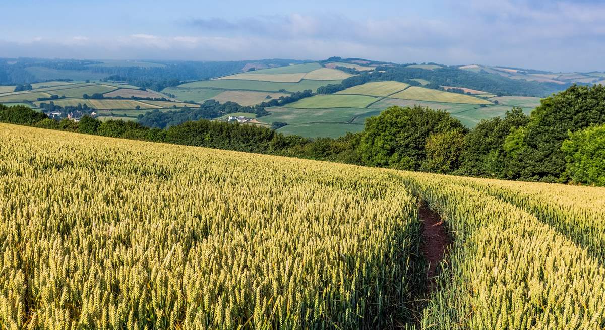 The beautiful countryside of Somerset.