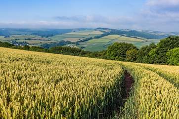 The beautiful countryside of Somerset.
