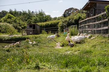 These energetic, feathery friends can be seen on the neighbours’ grounds