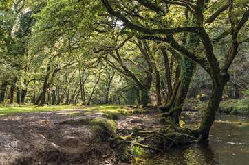 Walkham Woods, perfect for a picnic.