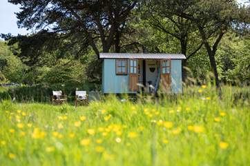 Welcome to Lynher, the dreamiest little hut nestled within Mount Edgcumbe Country Park.