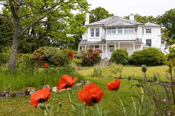 Pretty poppies are scattered throughout the garden in spring.