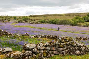 Spend the day discovering beautiful Emsworthy Mire on Dartmoor.