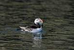 Spot the delightful puffins from April - end of July. 