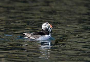 Spot the delightful puffins from April - end of July. 