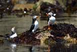 Take a boat trip from St. Martin's Haven, nearby to visit Skomer Island and spend time with the enchanting puffins, from April to the end of July. See what other sealife you can spot. 