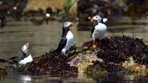 Take a boat trip from St. Martin's Haven, nearby to visit Skomer Island and spend time with the enchanting puffins, from April to the end of July. See what other sealife you can spot. 