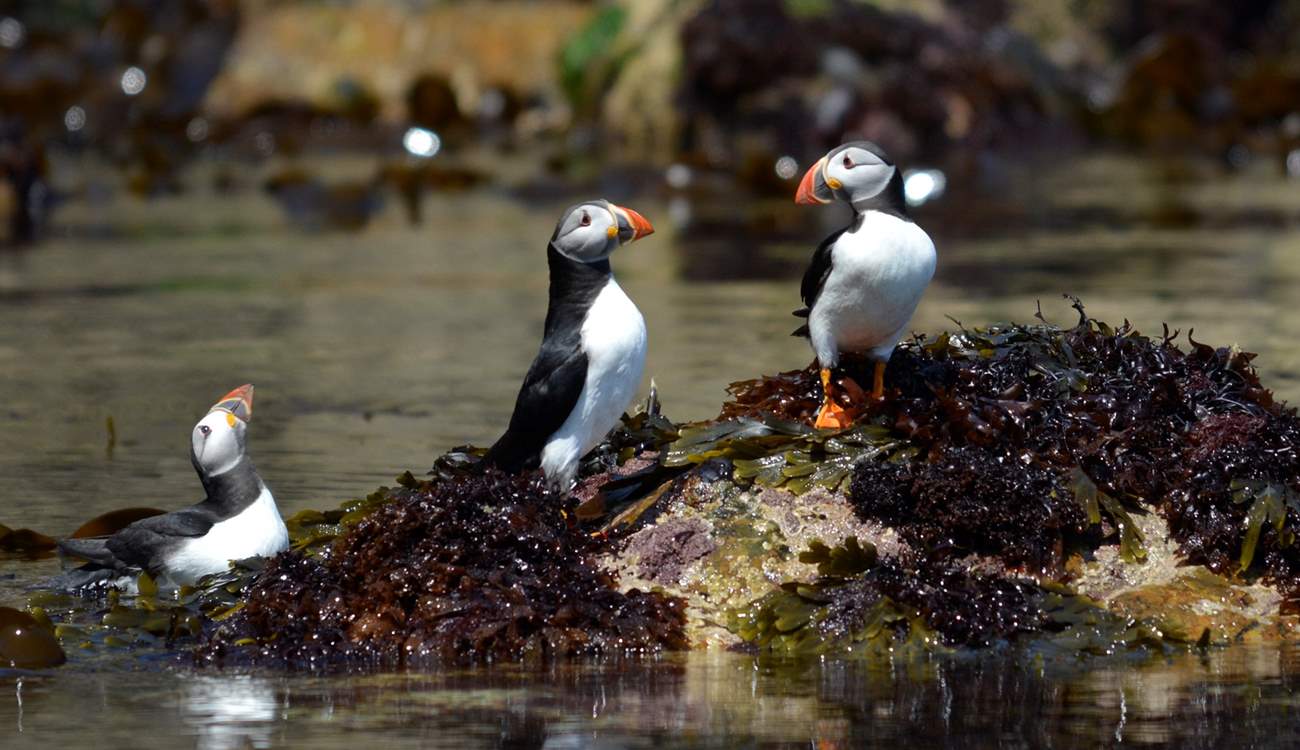 Take a boat trip from St. Martin's Haven, nearby to visit Skomer Island and spend time with the enchanting puffins, from April to the end of July. See what other sealife you can spot. 