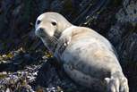 Being one of southern Britain's largest breeding sites,  hosting around 5.000 seals, spot them around Ramsey and Skomer Islands. They are adorable!