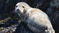 Being one of southern Britain's largest breeding sites,  hosting around 5.000 seals, spot them around Ramsey and Skomer Islands. They are adorable!