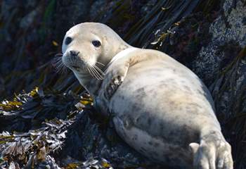 Being one of southern Britain's largest breeding sites,  hosting around 5.000 seals, spot them around Ramsey and Skomer Islands. They are adorable!