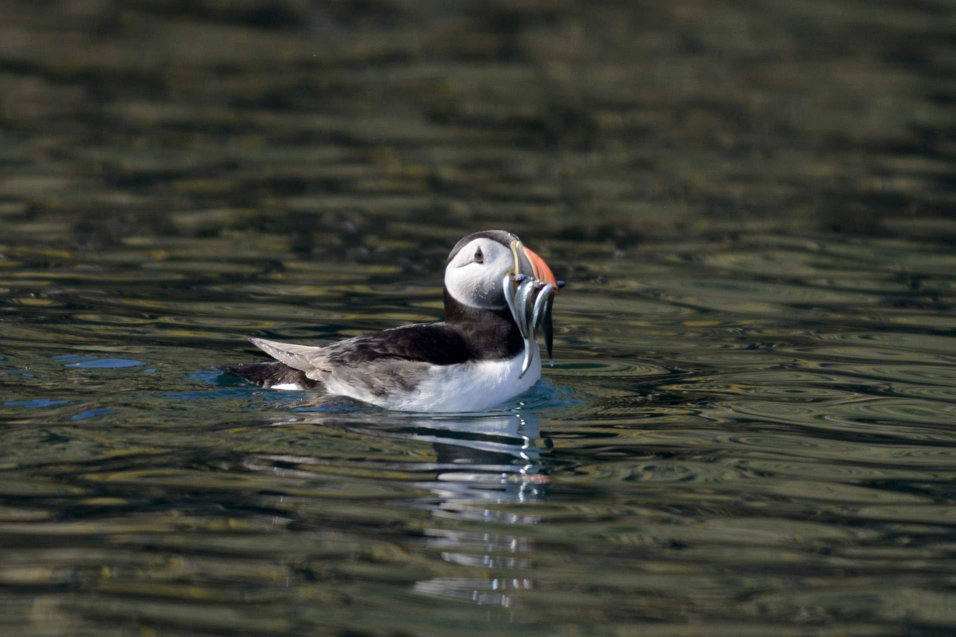 Spot the enchanting puffins and other sealife along the coast and out at sea. Pack a picnic and visit Skomer Island. 