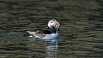 Spot the enchanting puffins and other sealife along the coast and out at sea. Pack a picnic and visit Skomer Island. 