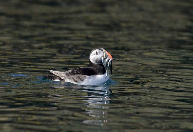 Spot the enchanting puffins and other sealife along the coast and out at sea. Pack a picnic and visit Skomer Island. 