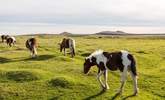 Beautiful and vast, Bodmin Moor waiting to be explored. - Thumbnail Image