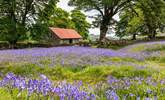 Emsworthy Mire in the spring sunshine  - Thumbnail Image