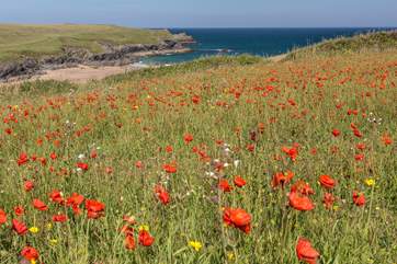 The pretty poppies at Polly Joke.