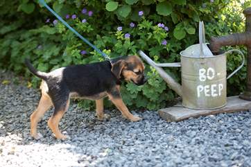 You may be lucky enough to meet the lovely owners little pup.