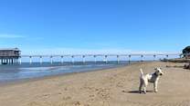 Old Bembridge House is a short walk to the dog friendly Bembridge beach.