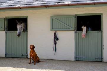 Say hi to the neigh-bours!
