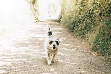 Don’t forget your walking boots, as you have lots of lovely walks straight from the front door (great for your four-legged friends) with the beach only about a 20 minute walk away, plus there's easy access on to the South West Coast Path too.