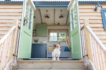 Say hello to Cookie, the owner's lovely little pooch.
